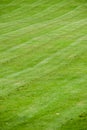 Grass background at an angle freshly cut green lawn Royalty Free Stock Photo