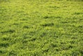 Grass background