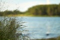 grass on the background of a blurred lake with copy space