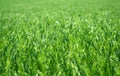 Grass background