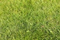 Grass background Royalty Free Stock Photo