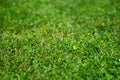 Grass background - Fundal iarba