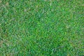 Grass background Golf Courses green lawn pattern textured background Royalty Free Stock Photo