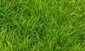 Nature. Background with Green Grass