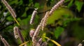 Grass background with Green Trees, Soft focus abstract nature Royalty Free Stock Photo