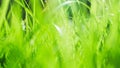Grass background Royalty Free Stock Photo