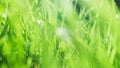 Grass background Royalty Free Stock Photo