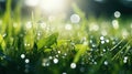 Grass background macro. Raindrops on greenery. Bright rich green color. Copy space.AI Generated. Royalty Free Stock Photo