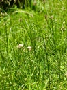 Grass background photograph