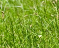 Grass background photograph