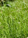 Grass background photograph