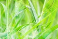 Grass Background with Rain Drops and Sun Light. Royalty Free Stock Photo