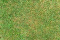 Grass background on rainy day. St. Augustine grass Royalty Free Stock Photo
