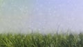 Grass background