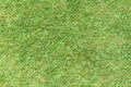 Grass background. St. Augustine grass Royalty Free Stock Photo