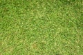 Grass background. St. Augustine grass Royalty Free Stock Photo