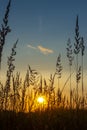 Grass background on the summer sunset . Bright natural bokeh. Soft focus. Vertical view Royalty Free Stock Photo