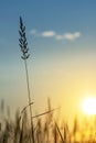 Grass background on the summer sunset . Bright natural bokeh. Soft focus. Vertical view Royalty Free Stock Photo