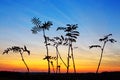 Macro shot of Grass In Sunset . Nature summer background. Royalty Free Stock Photo