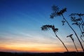 Macro shot of Grass In Sunset . Nature summer background. Royalty Free Stock Photo