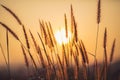 Grass background with sun beam, Soft focus abstract nature