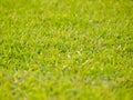 Grass background and texture