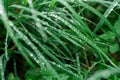 Grass background with water drops