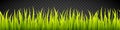 Grass banner. Cereal sprouts. Royalty Free Stock Photo