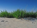 Grass on the beach