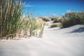 Grass at the beach of Skagen, the northern top of Denmark Royalty Free Stock Photo