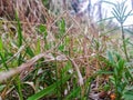 Grass with beautiful veiw stunning background Royalty Free Stock Photo