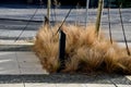 grass bed on the promenade. on the edge of the flower bed