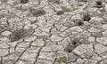 Grass begin to grow after rain on dried land Royalty Free Stock Photo