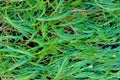 Grass bent down by the wind with tiny drops of dew on an early m Royalty Free Stock Photo