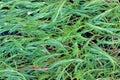 Grass bent down by the wind with tiny drops of dew on an early m Royalty Free Stock Photo