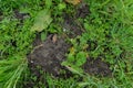 Grass black dirt foilage texture mix with big plant leaves and grass inbetween black sand