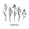 Grass black silhouettes, Wild herbs isolated, Meadow grass. Vector floral illustration