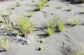 Grass and black volcano sand