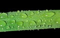 Grass-blade with raindrops 1