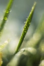 Grass blade with waterdrops dewdrops
