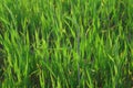 Grass blades Royalty Free Stock Photo