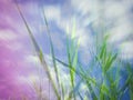 Grass Blades Leaves Foliage Double Exposure Spring Nature Decorative Background