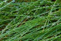 Grass blades 1