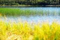 Grass blades in Norway lake bokeh background