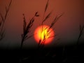 Grass Blades Sunset Royalty Free Stock Photo