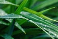 Grass blades wet after rain - water droplets on green leaves Royalty Free Stock Photo