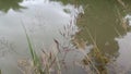 Grass blowing on the Rever in forest