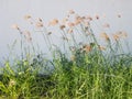 The grass blown in the wind in the field Royalty Free Stock Photo