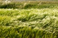 Grass blown by the wind. Natural landscape of the plain of Castelluccio di Norcia. Apennines, Umbria, Italy Royalty Free Stock Photo