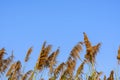 Grass with blue background